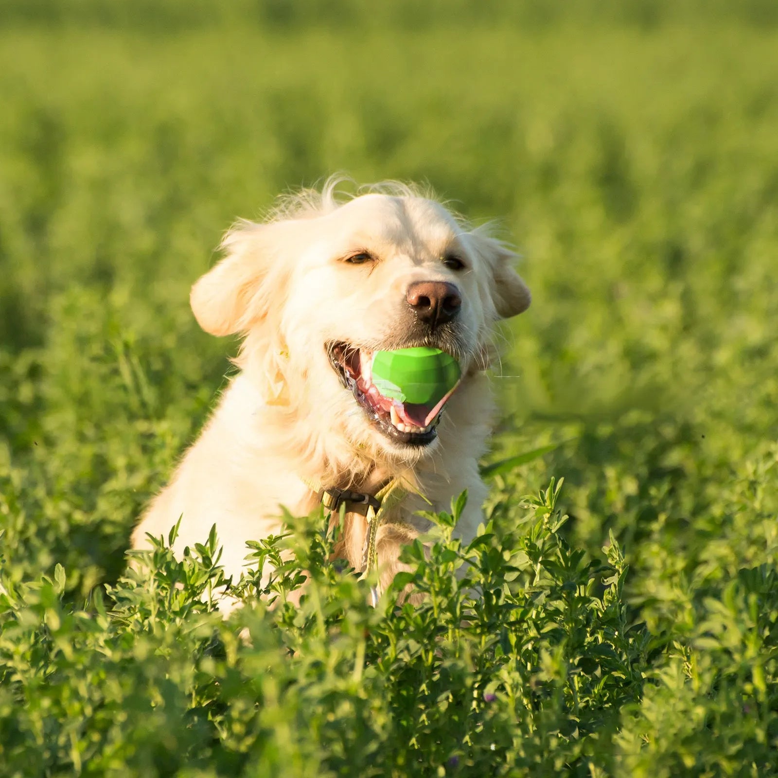 Green natural rubber dog squeaky toy ball for aggressive chewers on a white background.