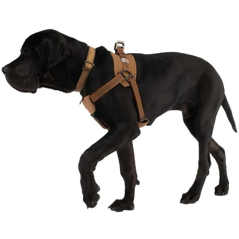 Dog chest strap training belt and reflective hand holding rope set in sports style.