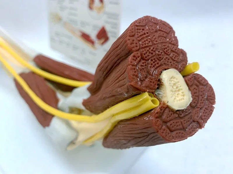 Ligament joint model of human hand anatomy with bones muscles nerves and blood vessels on plastic stand 46x12.8x20cm