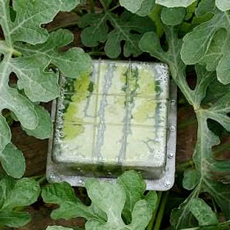 Square high-strength plastic growth mould for shaping watermelons and melons, 13cm interior dimensions.