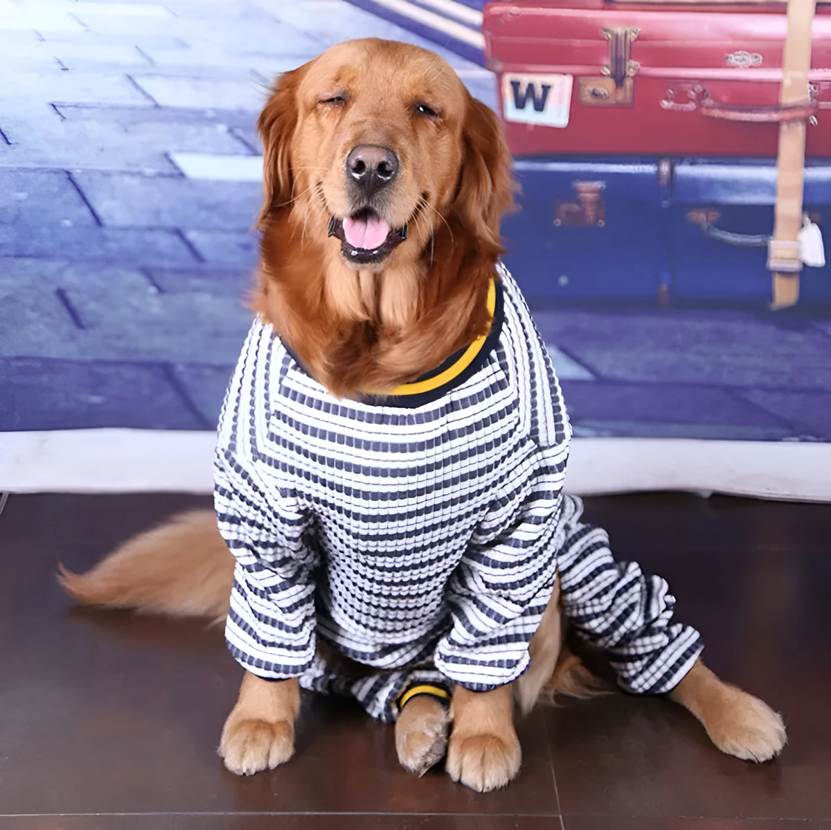 Cotton long sleeve dog shirt for medium and large dogs, sizes 30-36, blue or red, four-legged design.