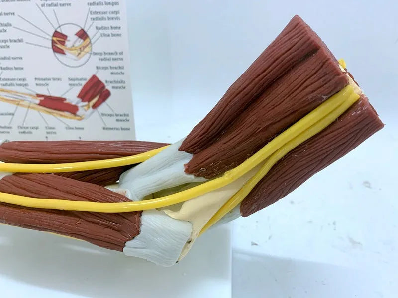 Ligament joint model of human hand anatomy with bones muscles nerves and blood vessels on plastic stand 46x12.8x20cm