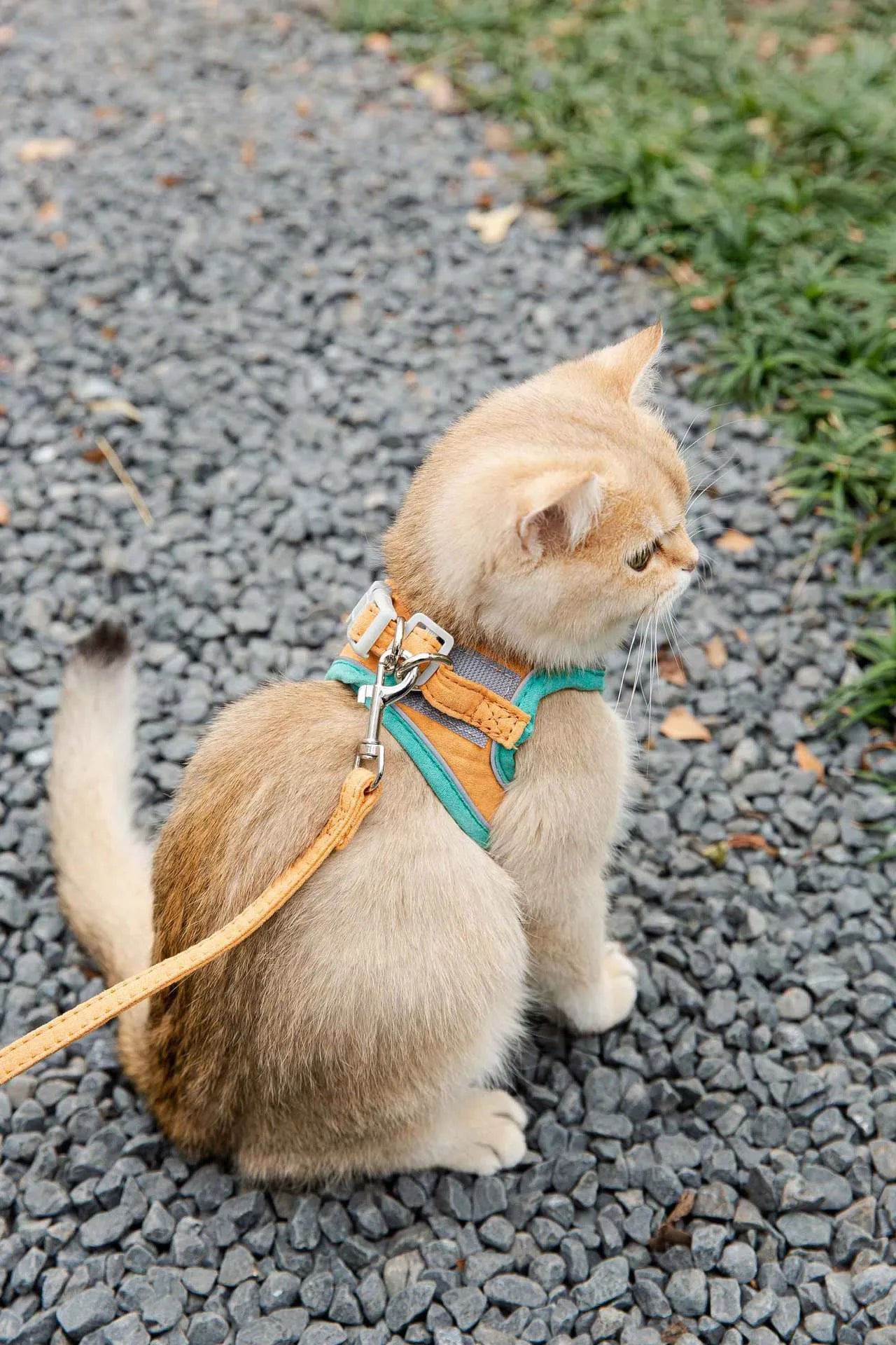 Cat wearing deerskin velvet vest-style reflective harness with matching 1.5m traction rope, green orange stitching