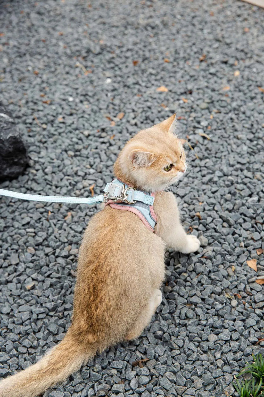 Cat wearing deerskin velvet vest-style reflective harness with matching 1.5m traction rope, green orange stitching