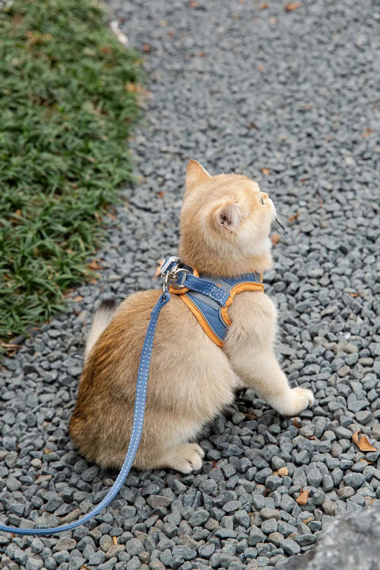 Cat wearing deerskin velvet vest-style reflective harness with matching 1.5m traction rope, green orange stitching