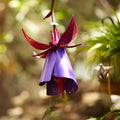 Purple metal morning glory flower bird feeder, 35 x 16.5 x 17 cm, for garden decoration and bird feeding