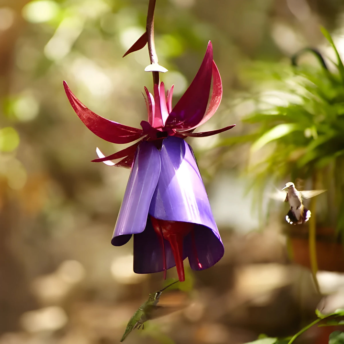 Purple metal morning glory flower bird feeder, 35 x 16.5 x 17 cm, for garden decoration and bird feeding