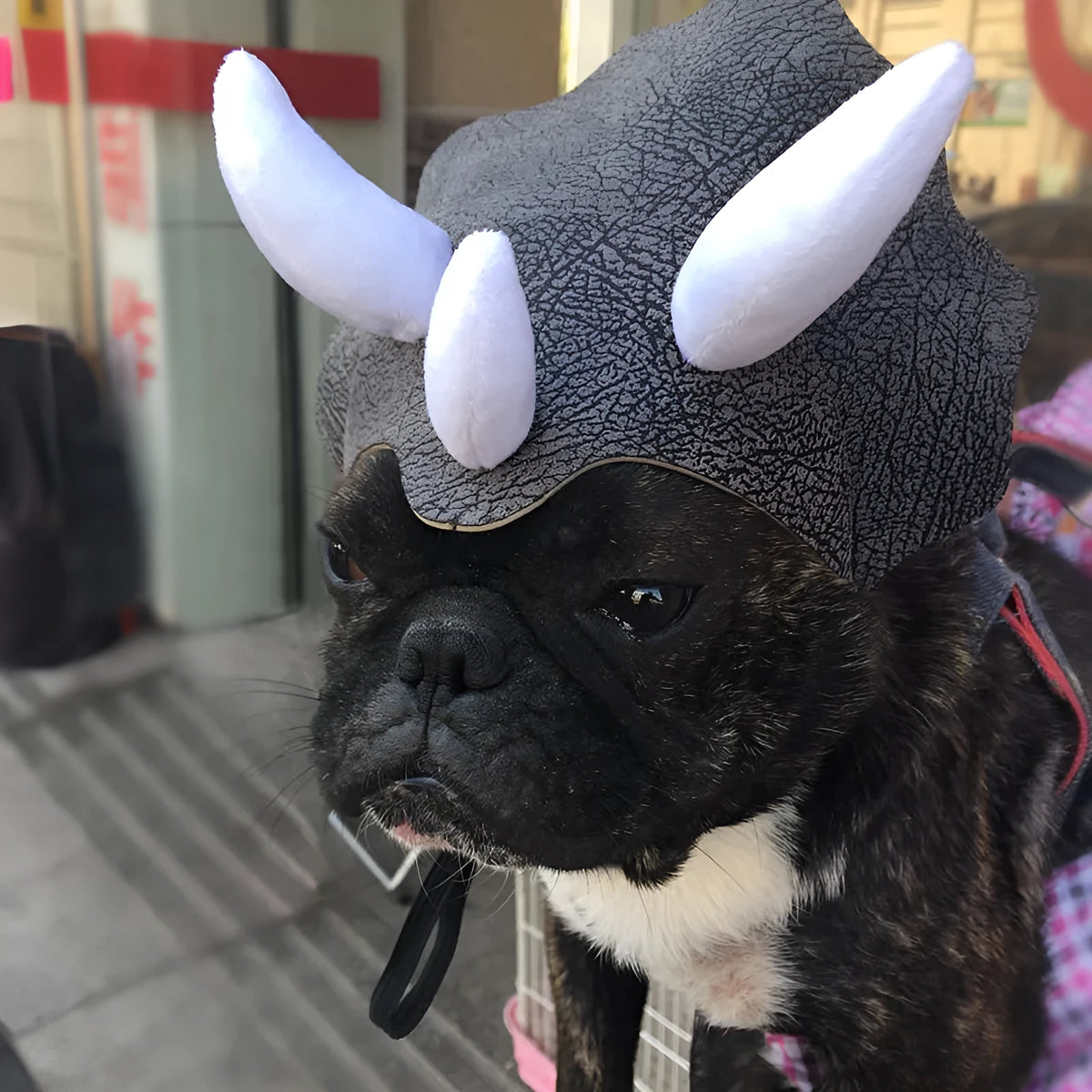 Grey cloth triceratops dinosaur hat on a pet dog or cat, one-size headgear costume accessory
