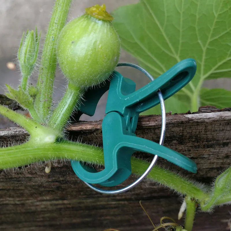 Green plastic and zinc plant fixing clips for tomatoes and climbing vines, showing large and small sizes