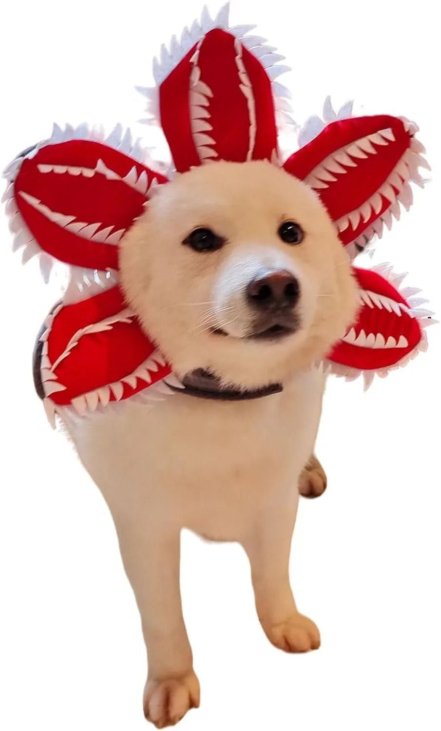 Halloween dog costume headband with chomper mouth, demon horns and alternative flower crown for medium-sized pets
