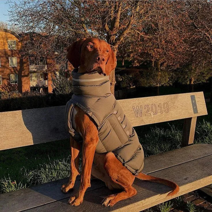 Dog wearing a thickened thermal vest coat in grey, made from 100% recycled polyester, available in sizes S to XL