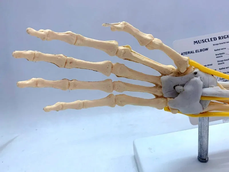 Ligament joint model of human hand anatomy with bones muscles nerves and blood vessels on plastic stand 46x12.8x20cm