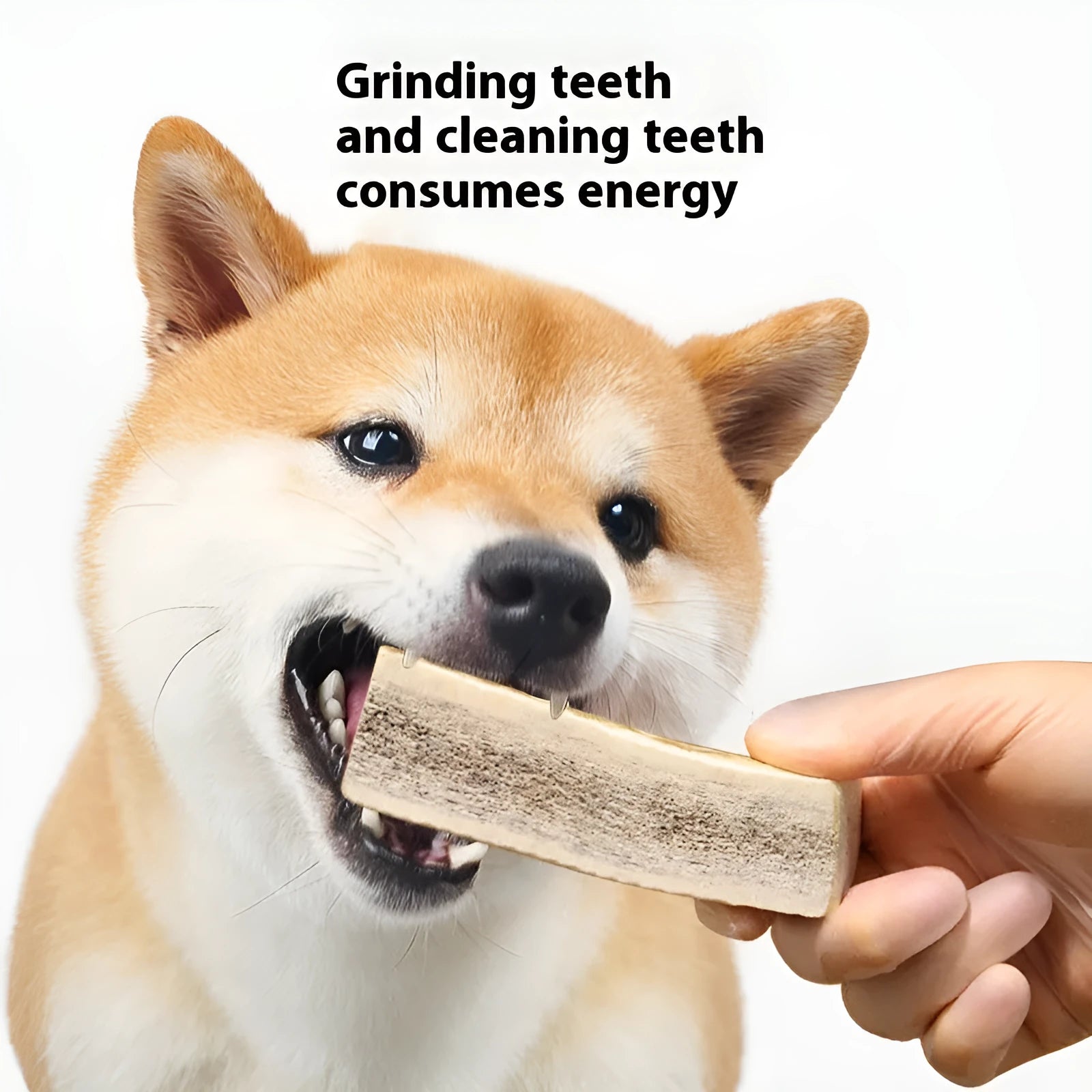 Natural antler dog chew on white background, three sizes available small medium large