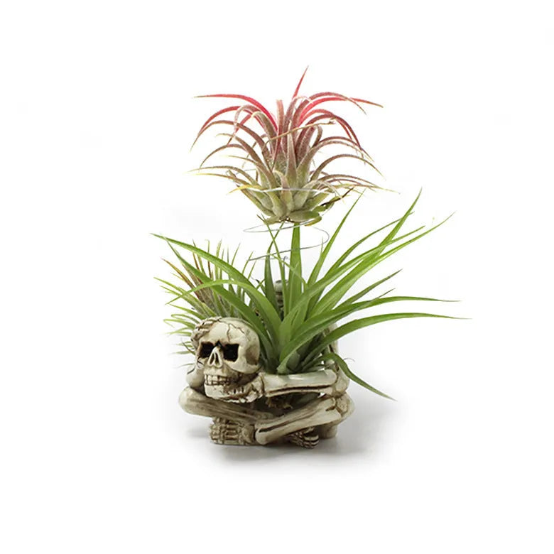 Skull-shaped resin Tillandsia bracket with iron insert for soilless air plant display in gothic style