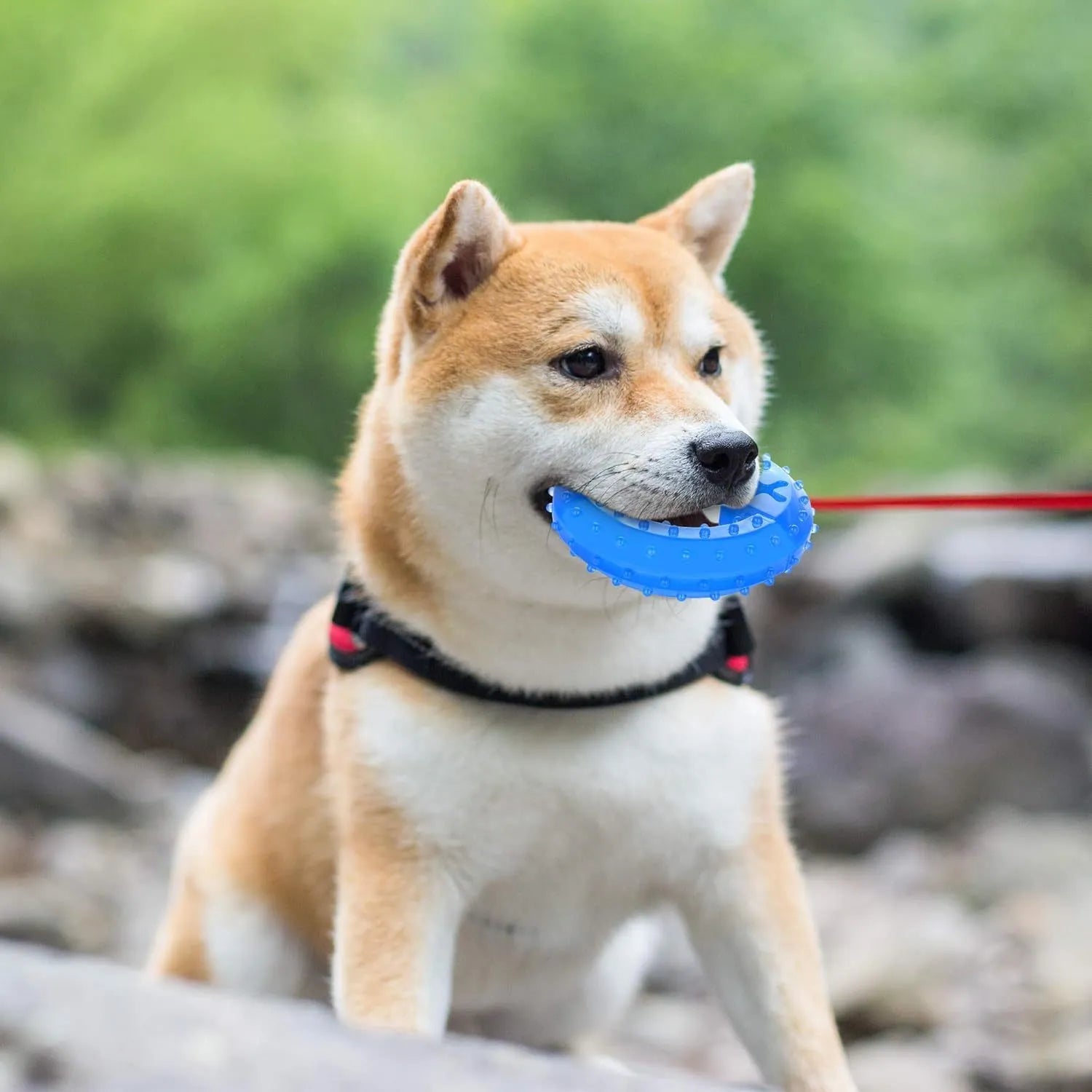 Freezable dog teething chew toy in bone and circle shapes on a blue background.