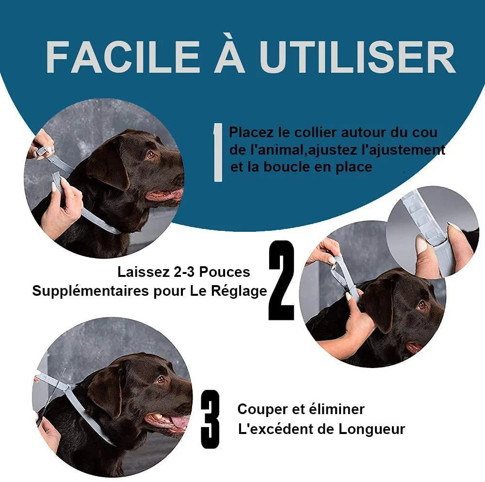 Rainbow-coloured plastic flea and anti-lice repellent collar for pets, showing cat and dog boxed versions.
