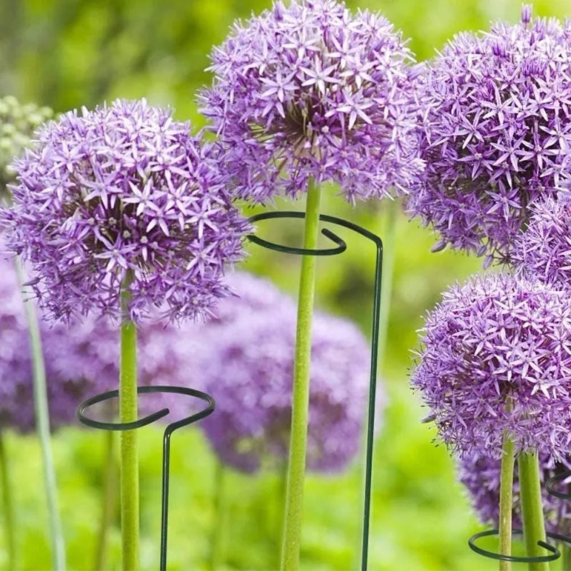 Round metal garden plant support stake with wrought iron frame for climbing plants, 20cm to 90cm