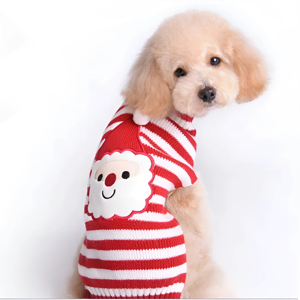 Small dog wearing a black acrylic Christmas sweater with colourful pompoms, standing indoors
