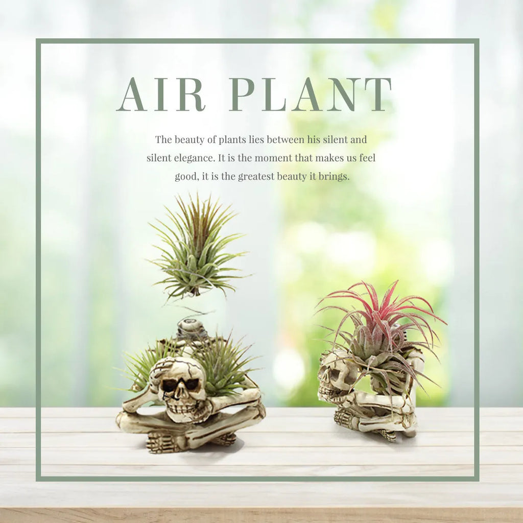 Skull-shaped resin Tillandsia bracket with iron insert for soilless air plant display in gothic style