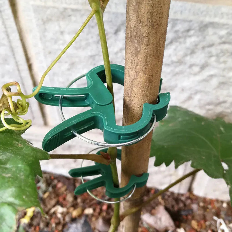 Green plastic and zinc plant fixing clips for tomatoes and climbing vines, showing large and small sizes