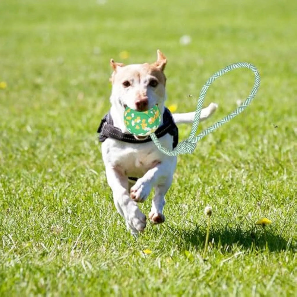 Natural rubber dog ball attached to a blue nylon rope for fetch and tug play