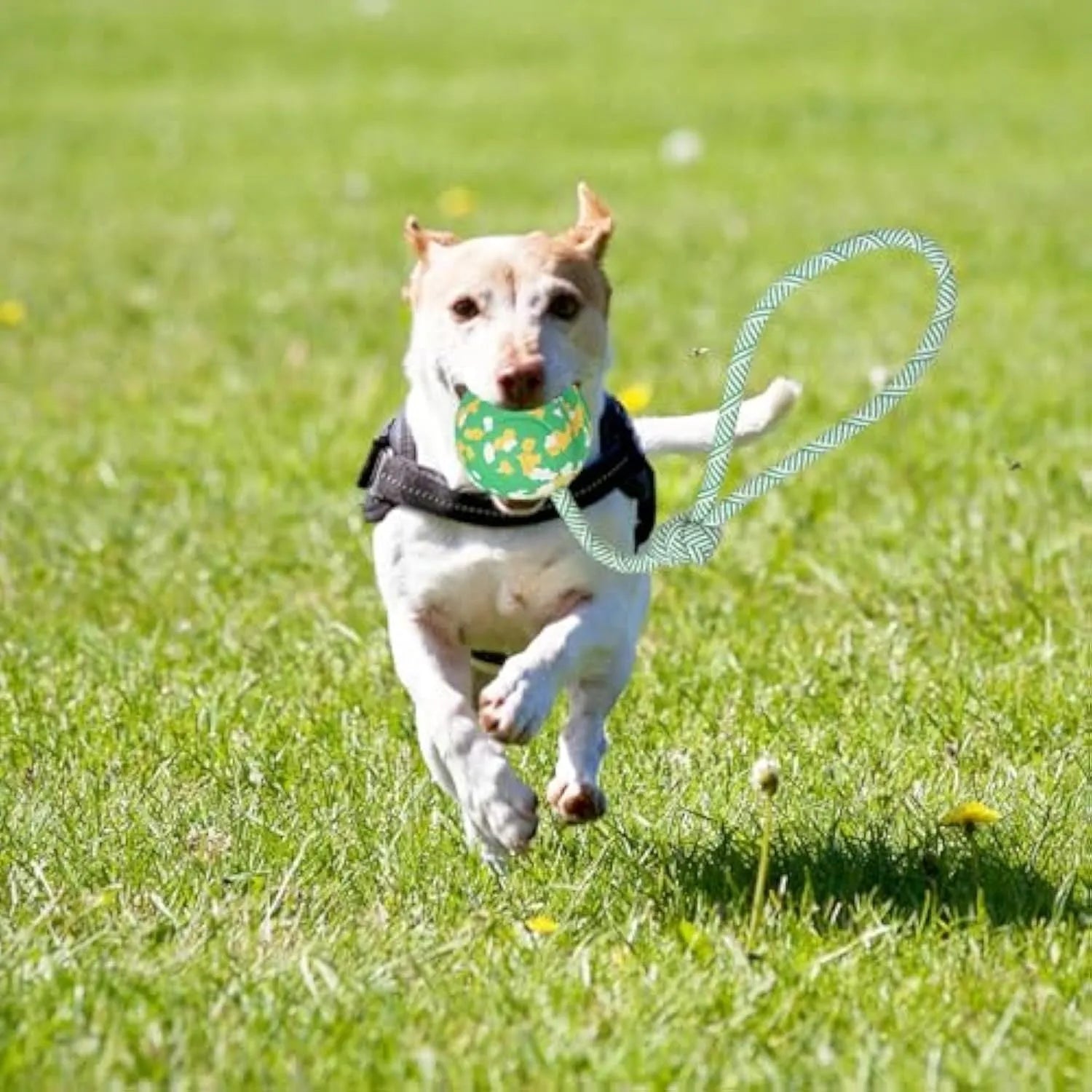 Natural rubber dog ball attached to a blue nylon rope for fetch and tug play