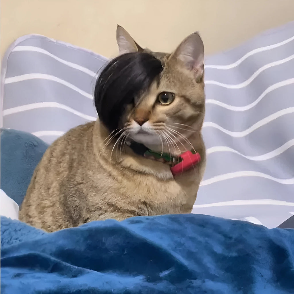 Black polyester cat wig with imitation braid design on a cat