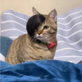 Black polyester cat wig with imitation braid design on a cat