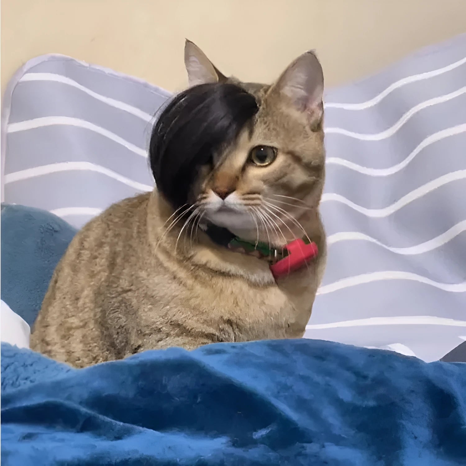 Black polyester cat wig with imitation braid design on a cat