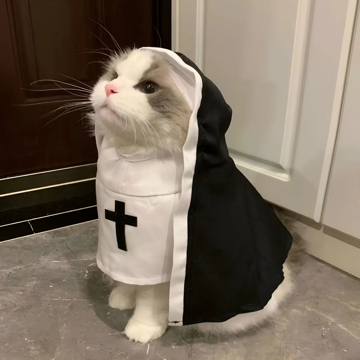 Black and white nun costume for small to medium dog on model