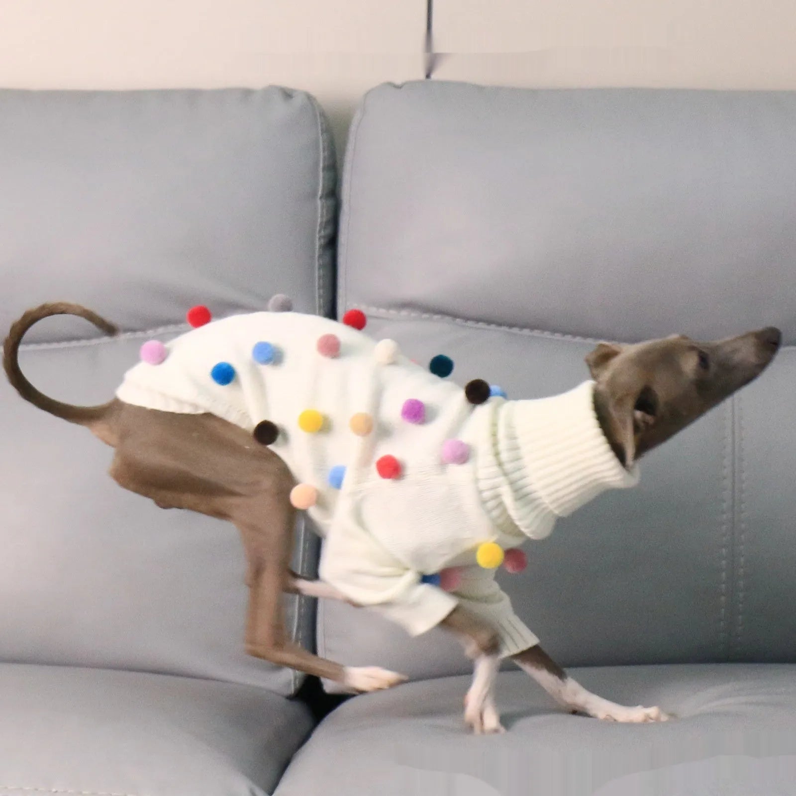 White pom pom Christmas sweater for Italian Greyhound or Whippet unisex acrylic pet clothing