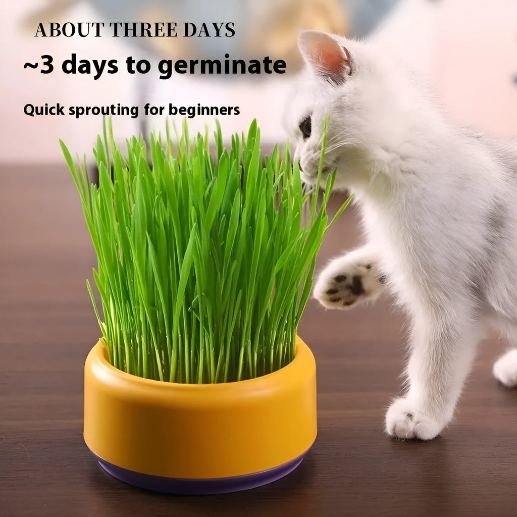 Blue, green, and yellow hydroponic cat grass pots with wheatgrass seed packets