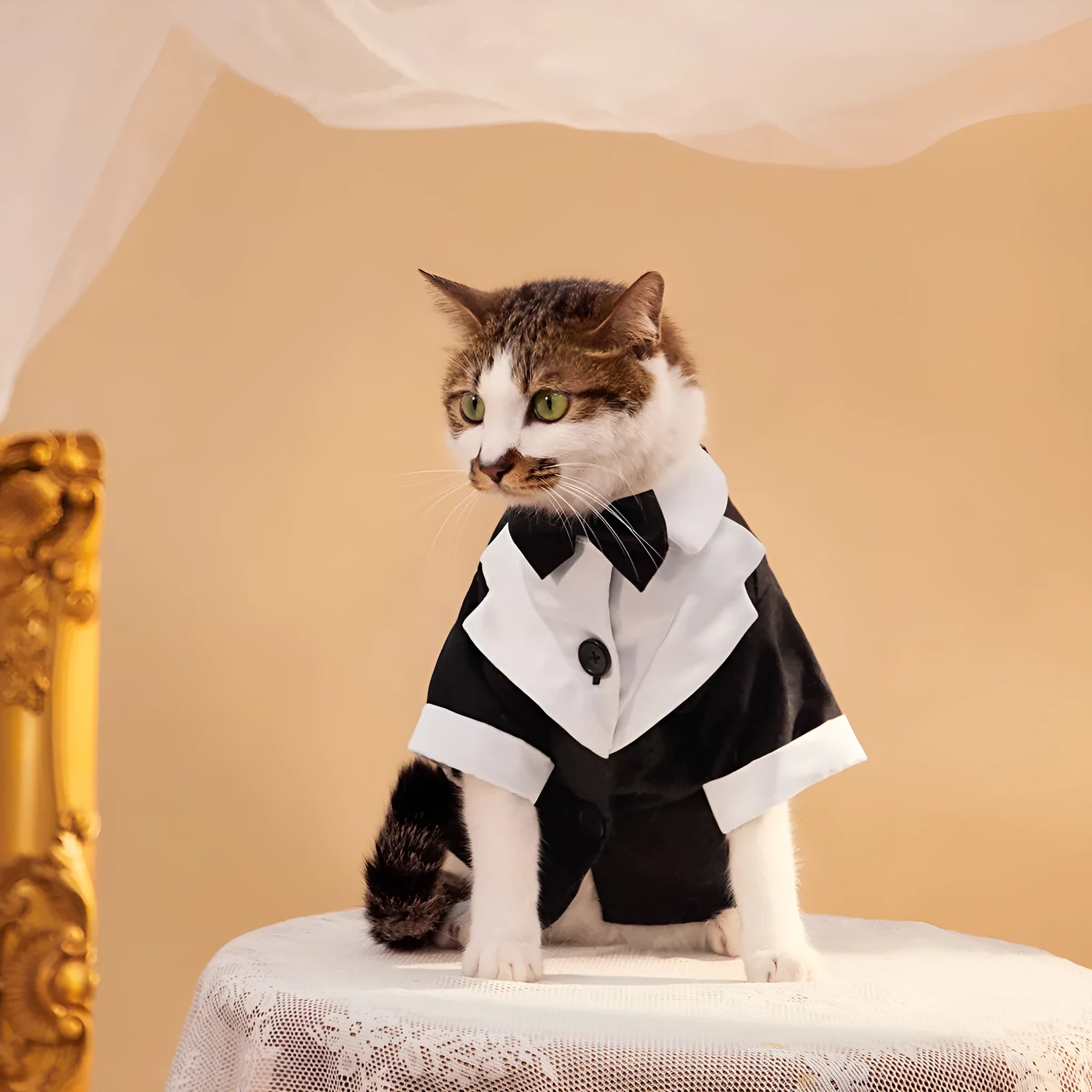 Chinese style four-legged dog wedding suit in polyester fabric available in dark colours