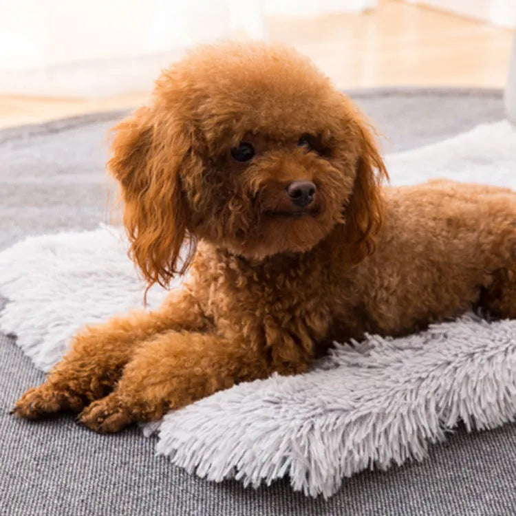 Pet nest in plush material with anti-slip water-resistant bottom, shown in four sizes and five colours