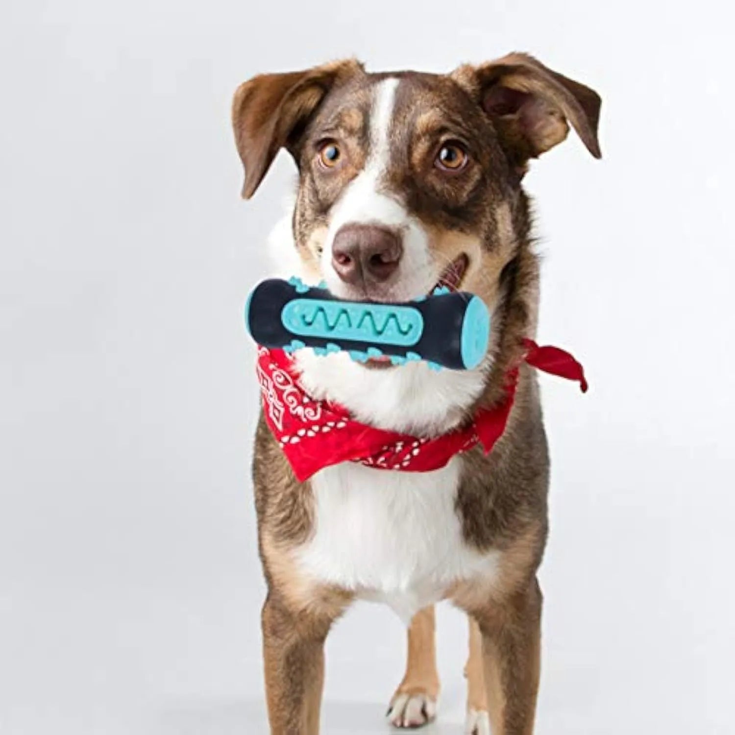 Natural rubber dog dental chew toy in blue, showing textured toothbrush design.