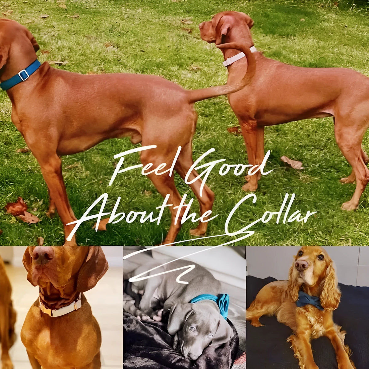 Velvet dog collar with bow tie, cotton lining and metal buckle, shown in a choice of colours and sizes XXS to XL