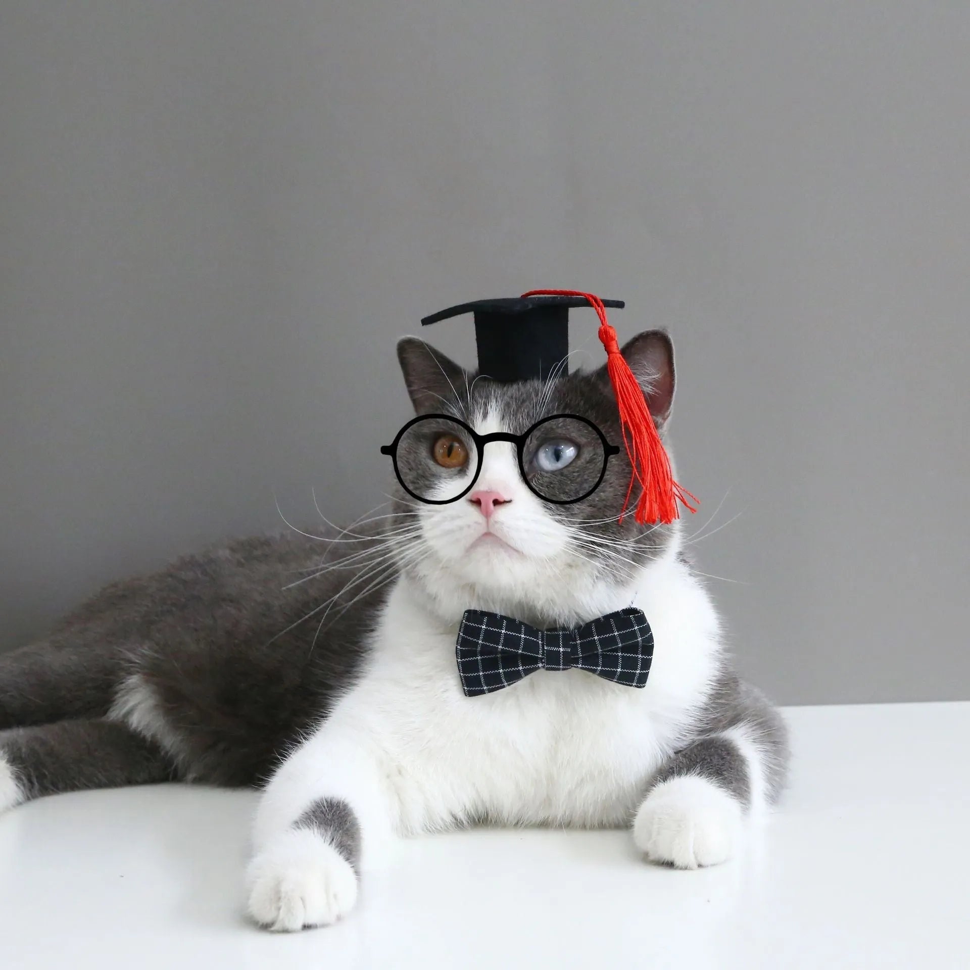 Pet dog wearing a felt cap and matching bow tie in a black plaid design.