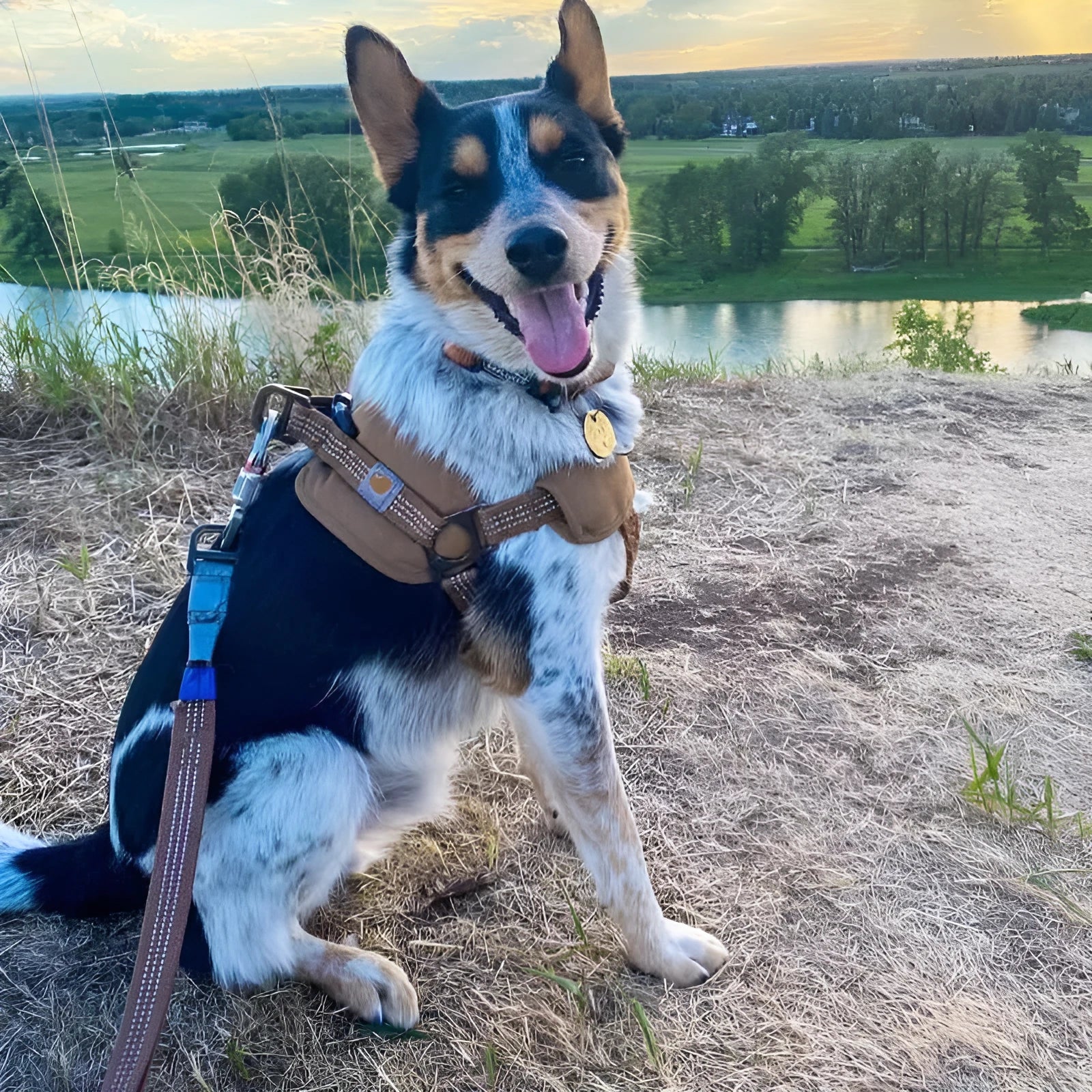 Dog chest strap training belt and reflective hand holding rope set in sports style.