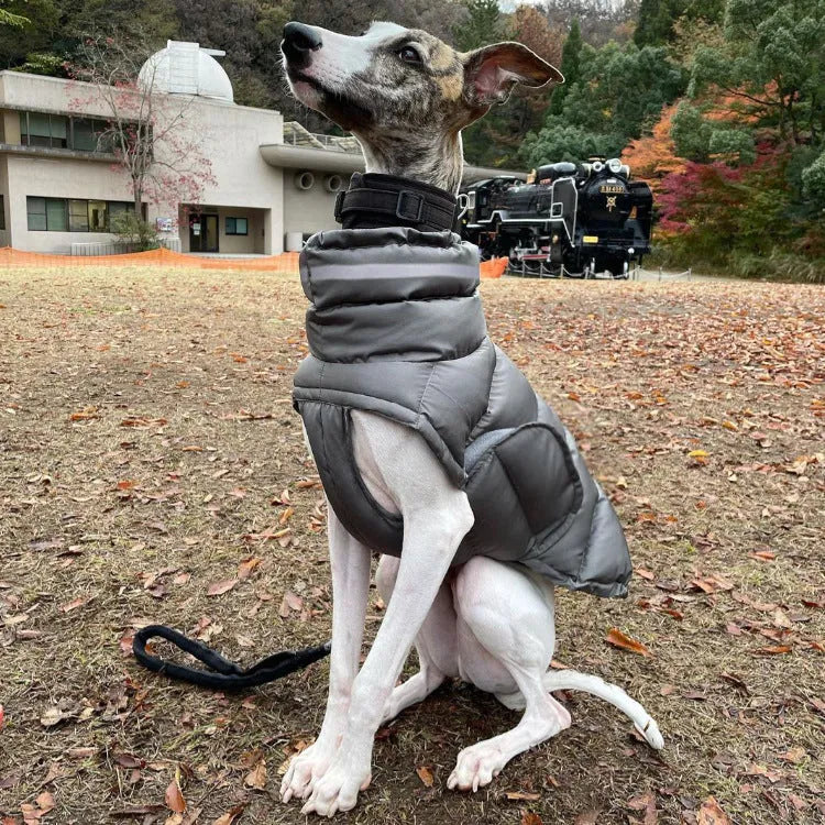 Dog wearing a thickened thermal vest coat in grey, made from 100% recycled polyester, available in sizes S to XL