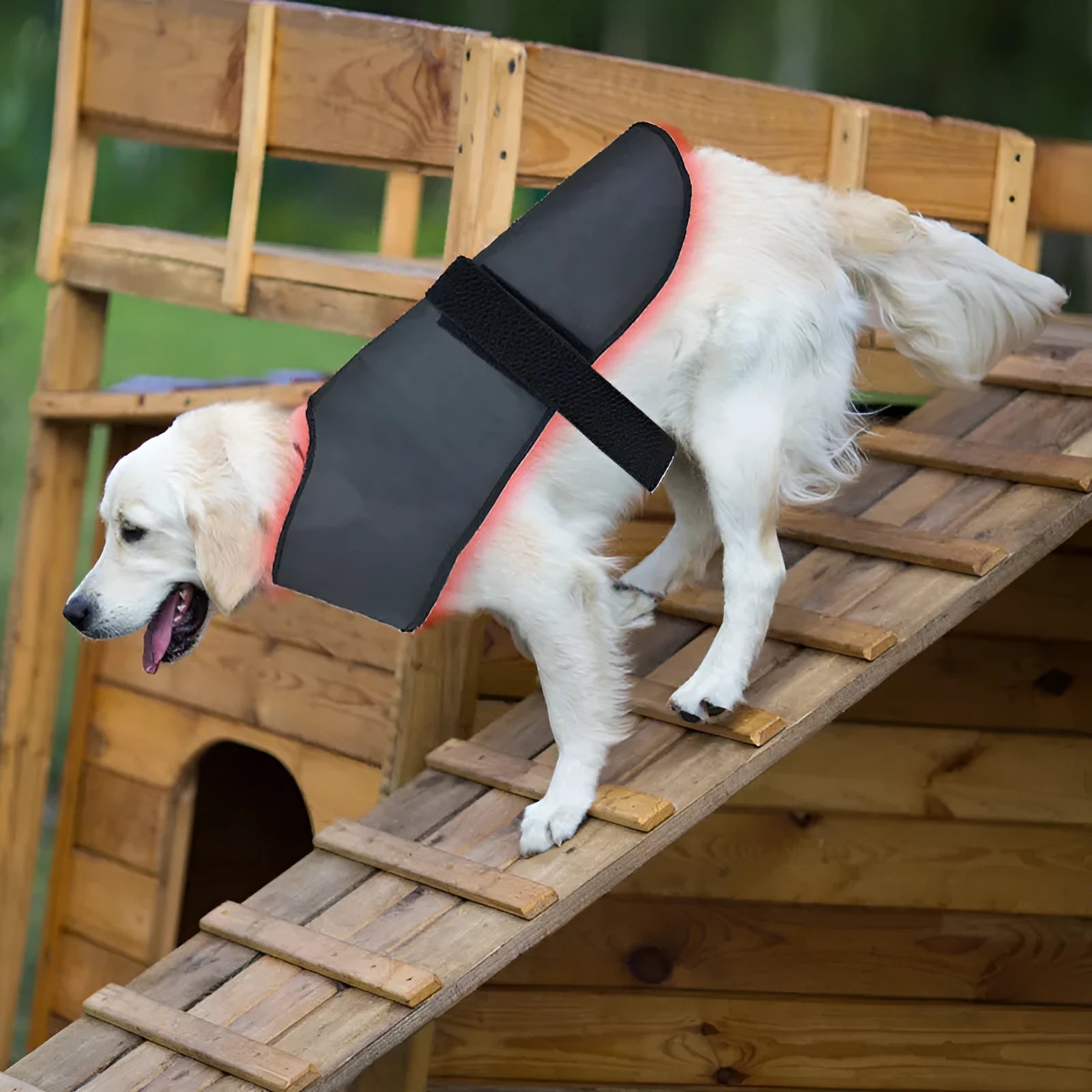 L size black pet red light infrared physiotherapy instrument with timing function for dogs and cats