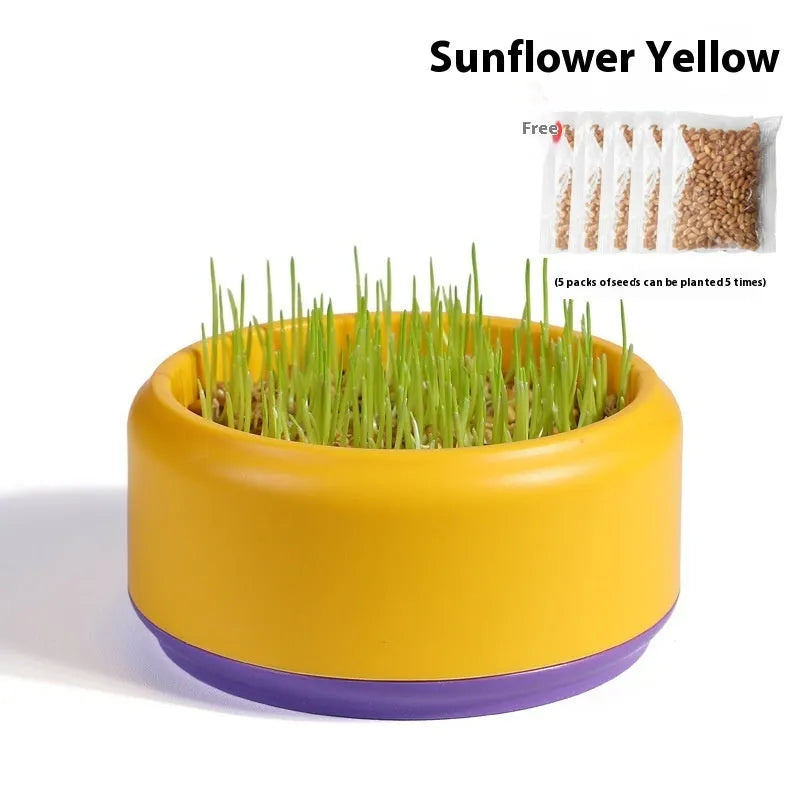 Blue, green, and yellow hydroponic cat grass pots with wheatgrass seed packets
