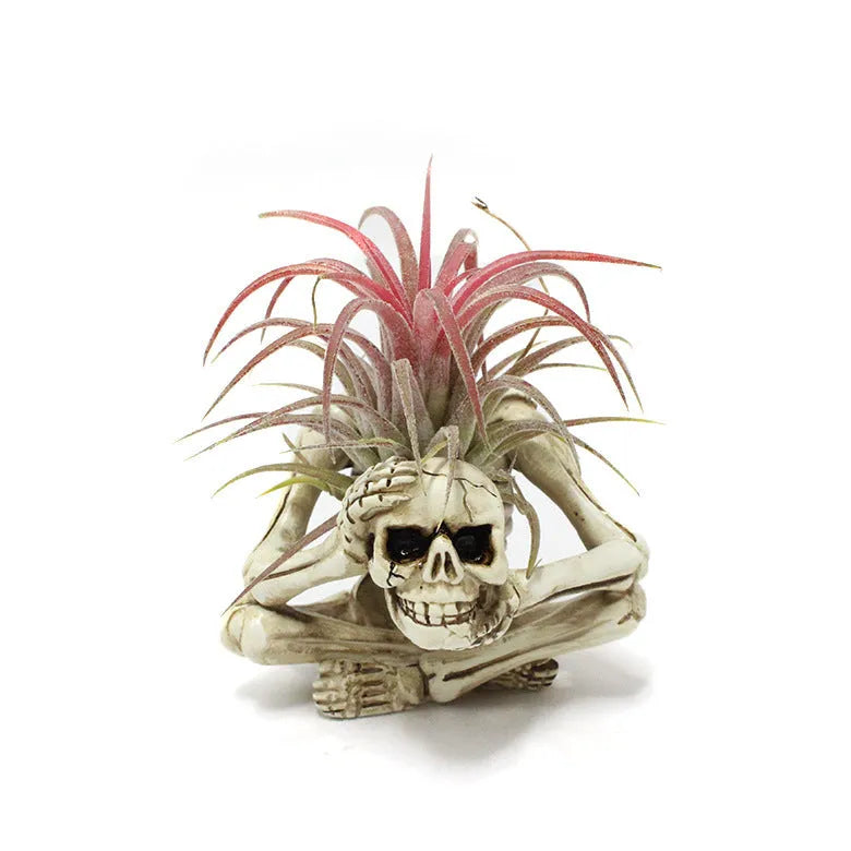 Skull-shaped resin Tillandsia bracket with iron insert for soilless air plant display in gothic style