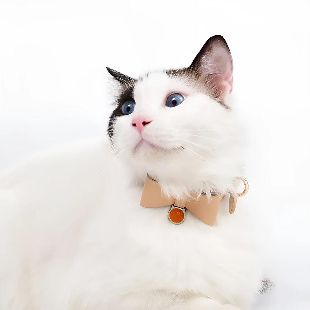 Brown leather cat collar shown on a white background