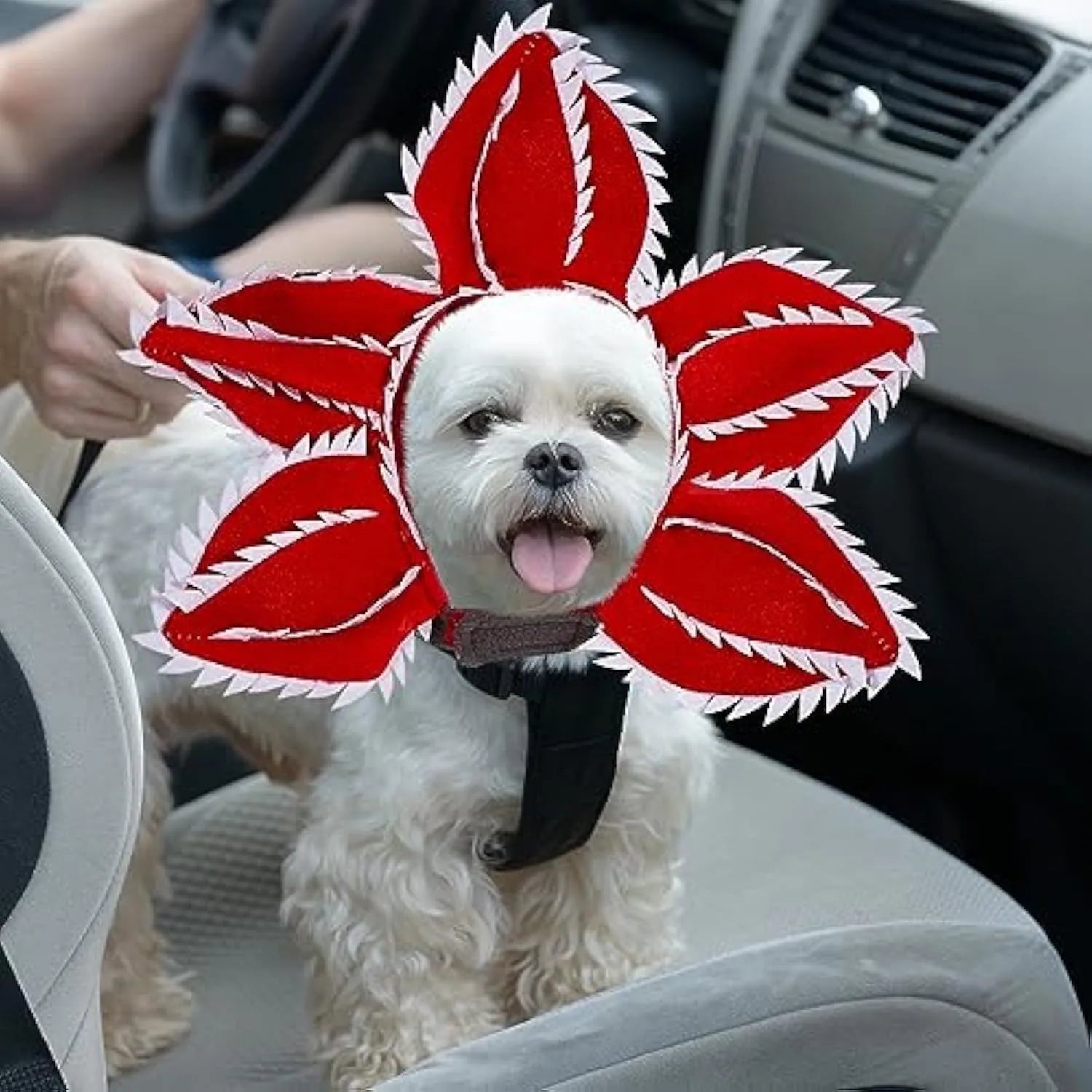 Halloween dog costume headband with chomper mouth, demon horns and alternative flower crown for medium-sized pets