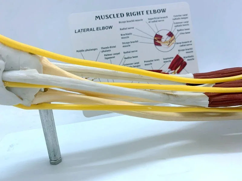 Ligament joint model of human hand anatomy with bones muscles nerves and blood vessels on plastic stand 46x12.8x20cm