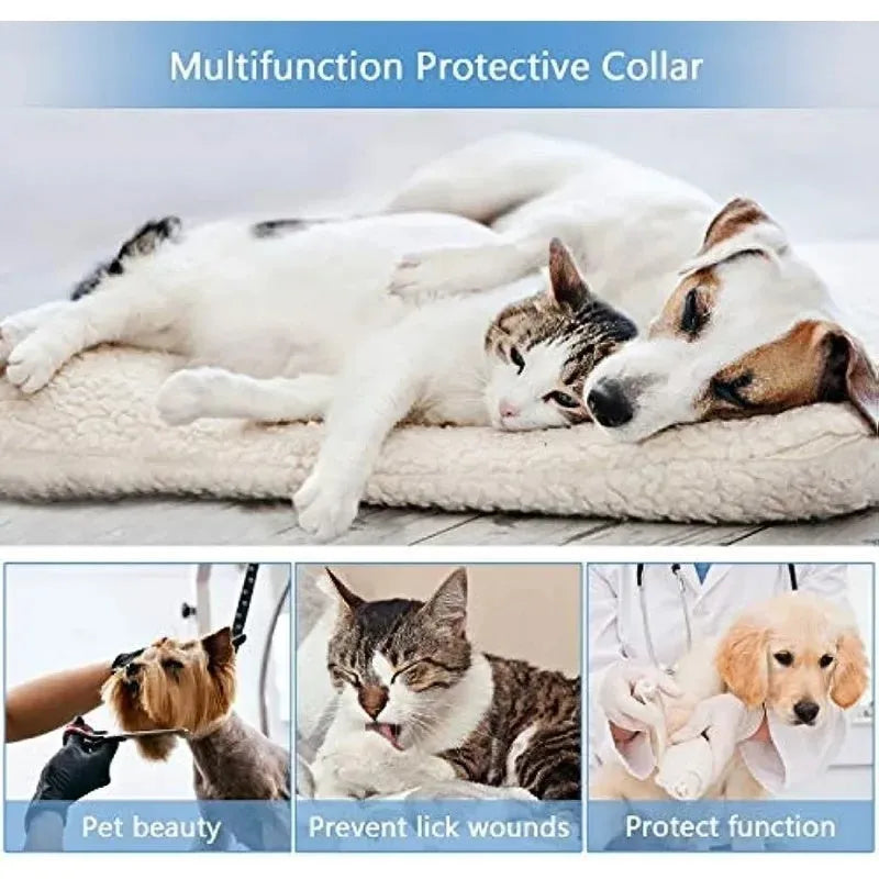 Blue inflatable soft recovery collar for a dog after surgery.