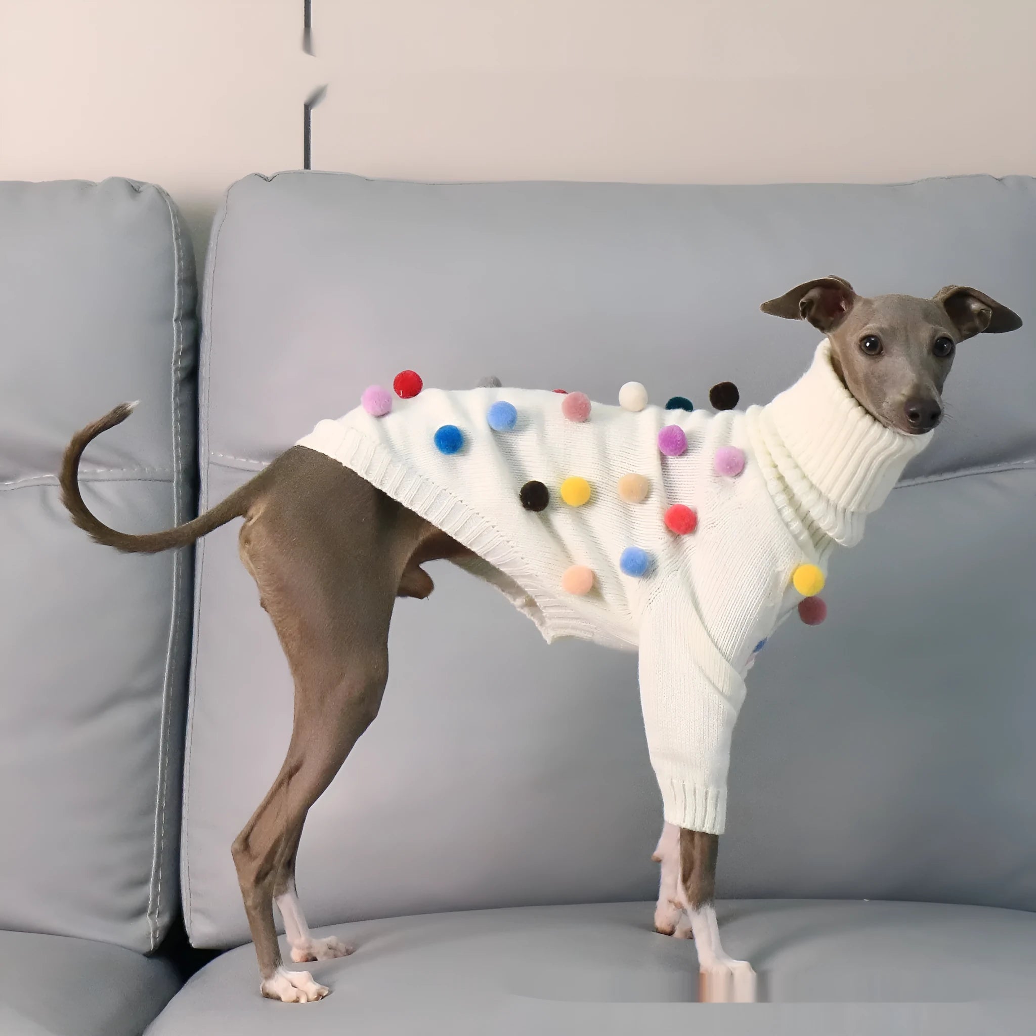 White pom pom Christmas sweater for Italian Greyhound or Whippet unisex acrylic pet clothing