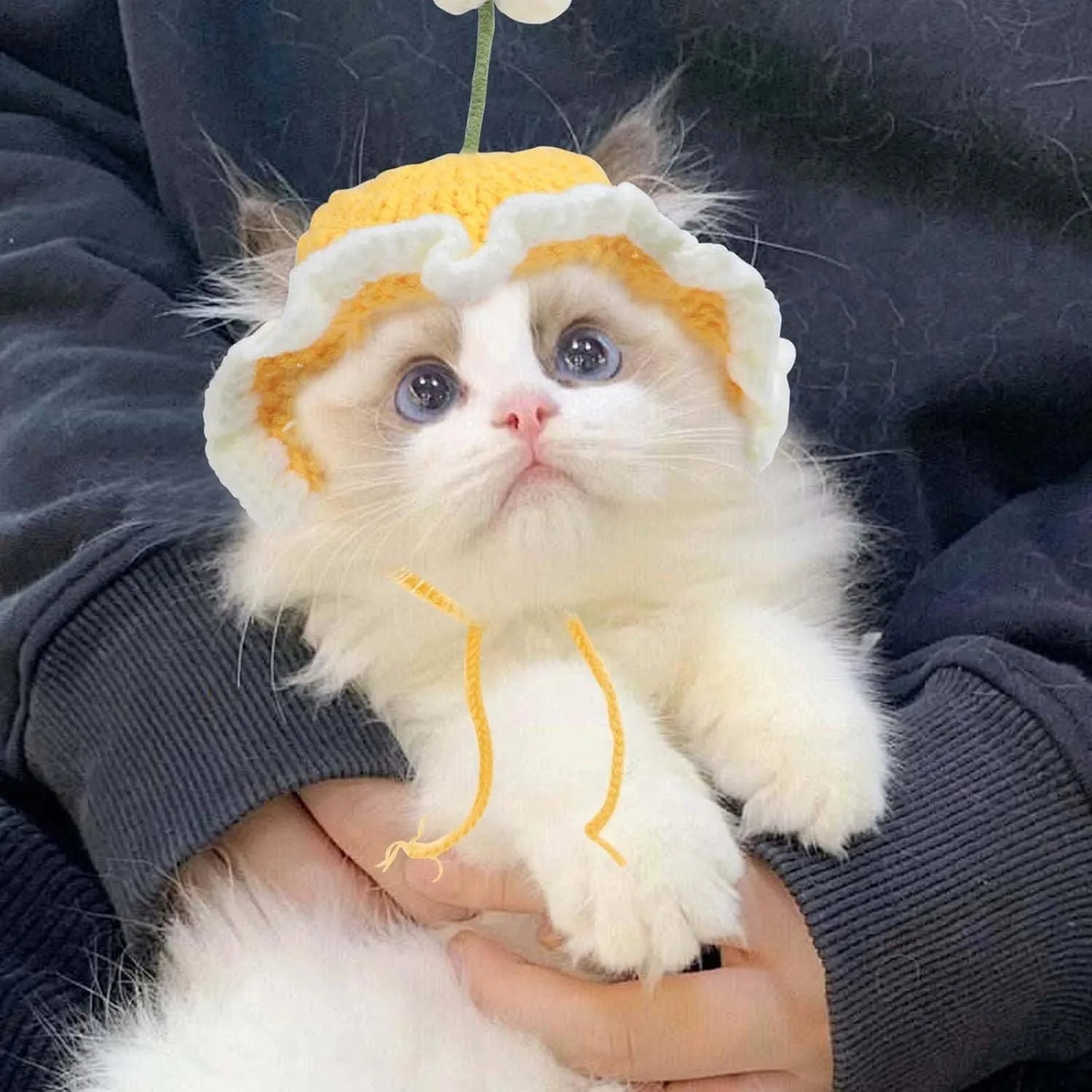 Green knitted cartoon cat hat on a small dog for a costume.
