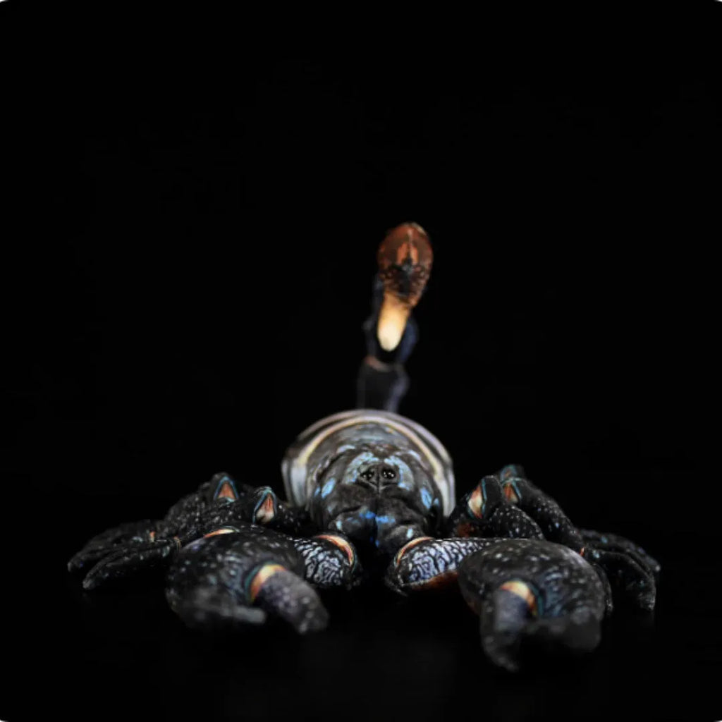 Simulated Yaeyama scorpion plush toy, 48cm from claw to tail, soft stuffed doll on white background