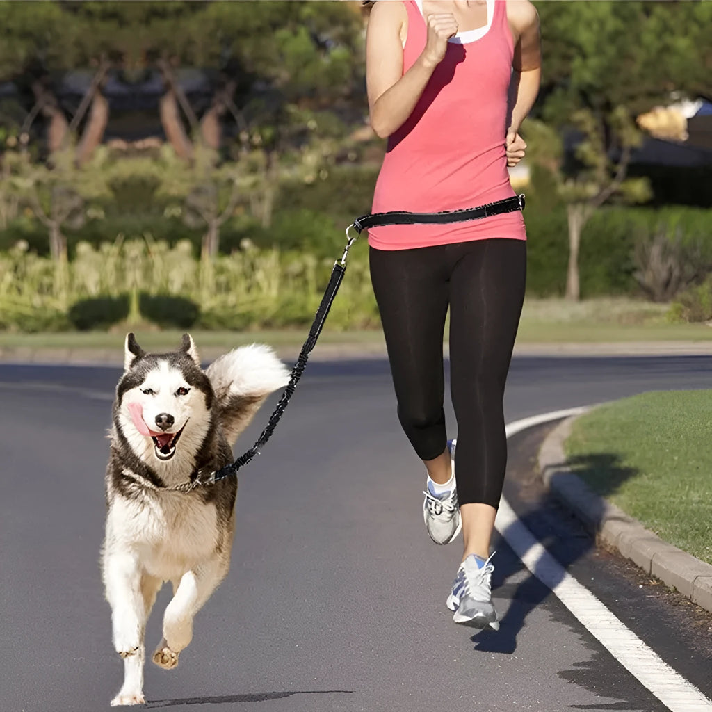 Adjustable nylon pet leash in fluorescent green, orange, or light blue, one size, for walking and jogging.